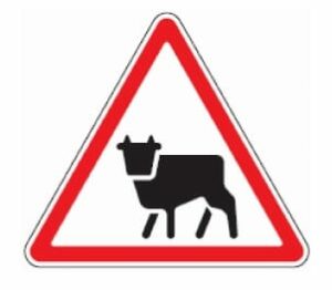 130 gyvulių pergina